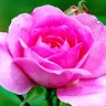 TOSEEF ASHRAF