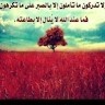 حسن المشرفاوي