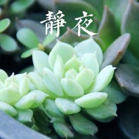 董小红小红