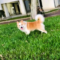吴素娟