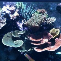 אקווריום דודי בן יעיש