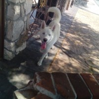 Angeles Castillo Salvador