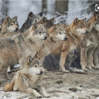 Var Jean