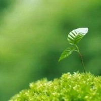 陈秋玲