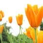 Lisa Earle