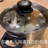 何馨怡