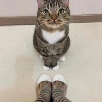 金子安
