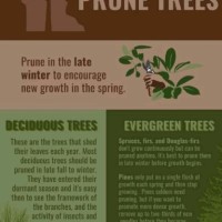 Givemore Zhou Protea Pruning Havesting