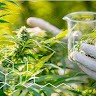 Actlabs Cannabis
