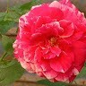Rehan Arora