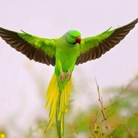 Raju Rraju