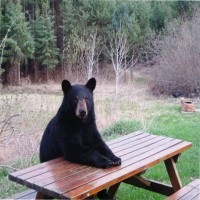 Bear Barber