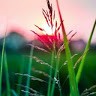 Sridhar P