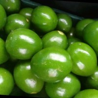 Shri Renugaa Agro