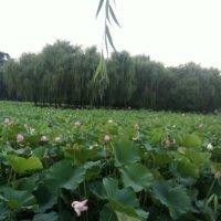 韩俊池