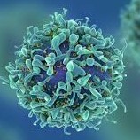 Immunology Immunotherapy