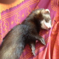 Jean-Sébastien Suzanne