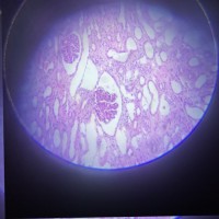 Maricoule Doucara