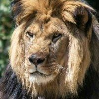 袁宇峰