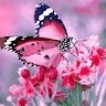 Akash Dable