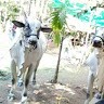 Nagabhushan Dharur