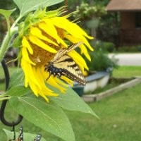 Anne Margaret Huffman