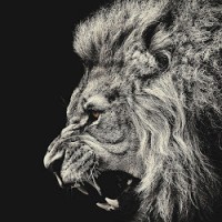 Single Lion