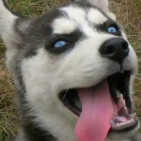 陈克模