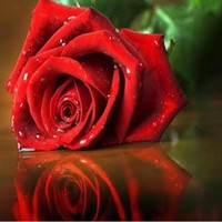 Anaam Shawket