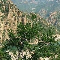 金明玉