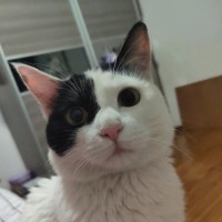 高旭争