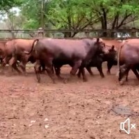 andres shilistin meteretto