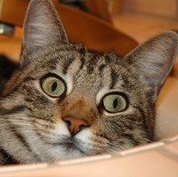 jonathan batista alamo