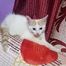 Vasanth mogaveer
