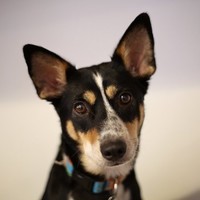Panda Dog