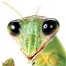 Mantis Man