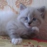 Лариса Николайчук