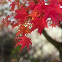 Prathana Rebecca Knapp