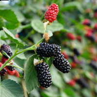 Berryplasma World Limited Partnership