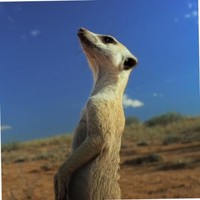 Mohammed bin rasheed