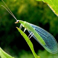 Green Lacewing