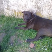 Dario Piris