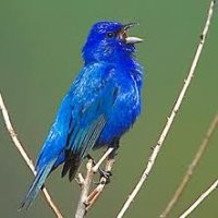 Walther van Ekkendonk