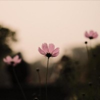 Muhammad Khurram Shahzad