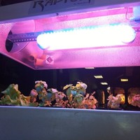 Charles @ Grow Chief