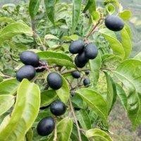 文玉清