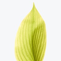 金宝龙