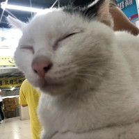 王小虎