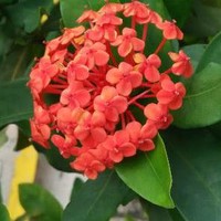 林伟光