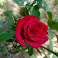 N Madhavi